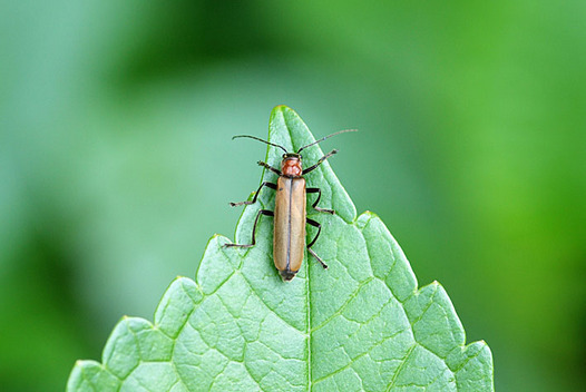zaki-20130426-usuchajokai.jpg