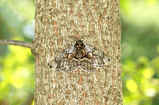 zaki-20130427-ibotaga.jpg