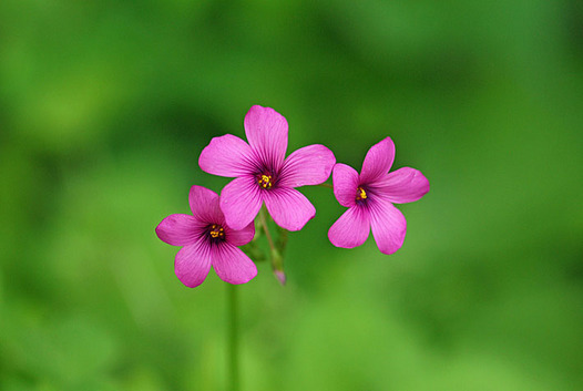 zaki-20130428-imokatabami.jpg