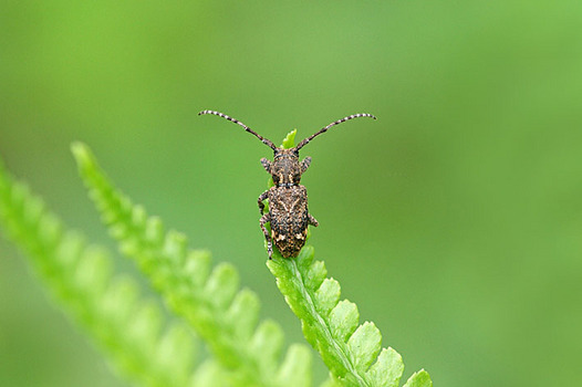 zaki-20130429-atomonsabikamikiri.jpg