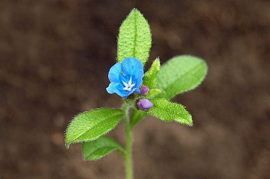 zaki-20130429-hotarukazura.jpg