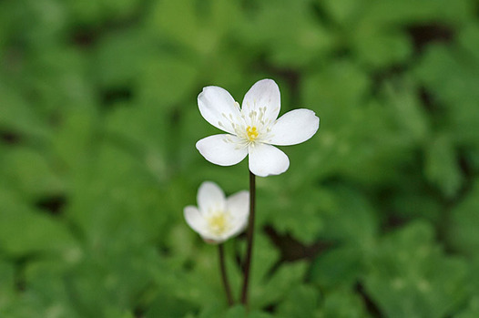 zaki-20130429-nirinso.jpg