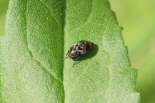 zaki-20130501-kurohiratayokobai.jpg