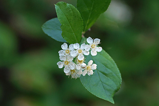 zaki-20130503-kamatsuka.jpg