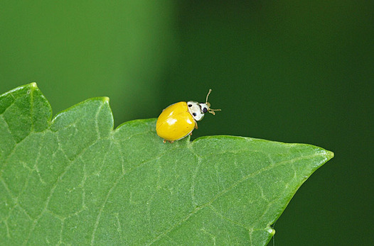 zaki-20130504-kiirotento.jpg
