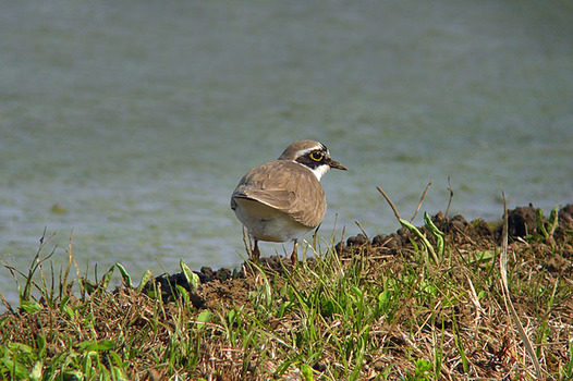 zaki-20130505-kochidori.jpg