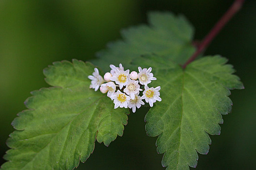 zaki-20130505-kogomeutsugi.jpg