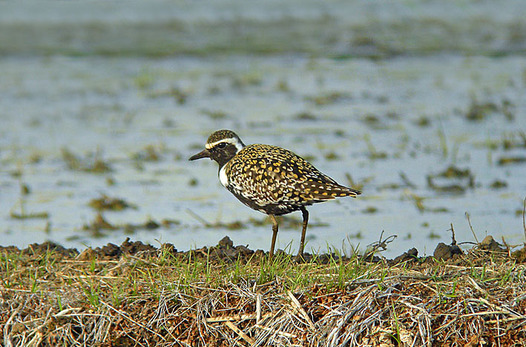 zaki-20130505-munaguro.jpg