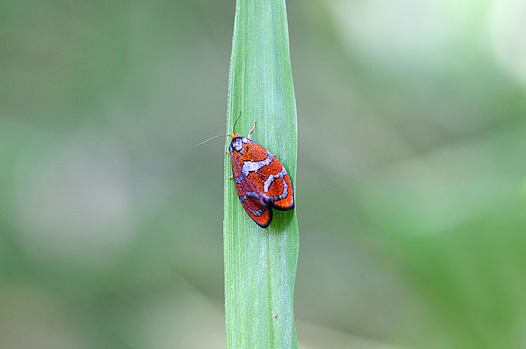zaki-20130507-ooginsujiakahamaki.jpg