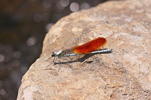 zaki-20130509-kawatonbo-osu.jpg