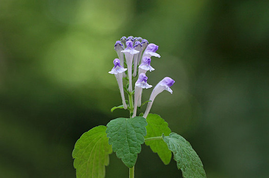 zaki-20130510-okatatsunamiso.jpg