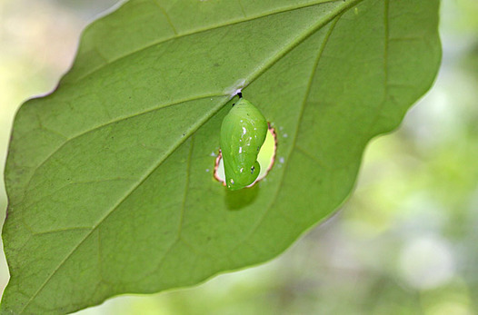 zaki-20130512-asagimadara-sanagi.jpg