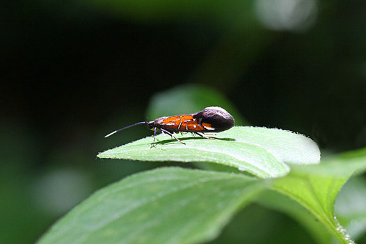zaki-20130512-kanokomaruhakibaga.jpg