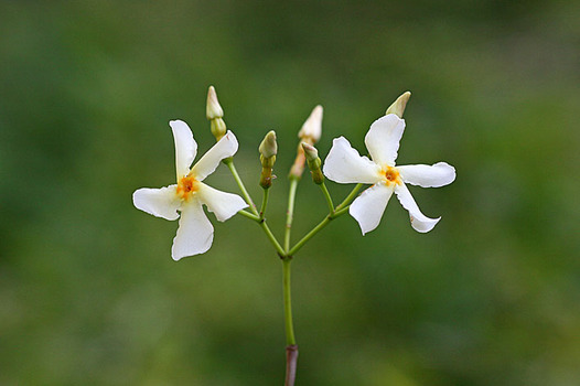 zaki-20130515-teikakazura.jpg