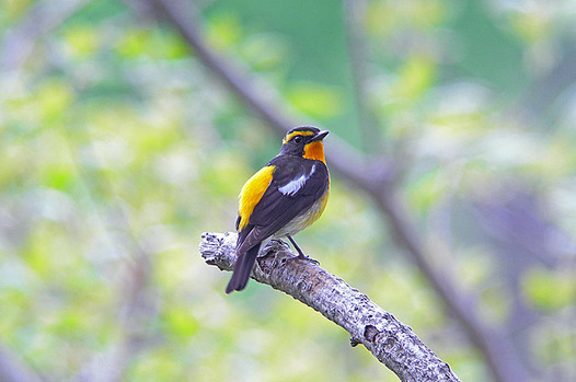 zaki-20130516-kibitaki-osu.jpg