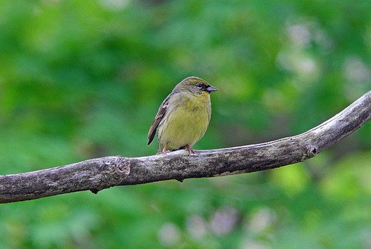 zaki-20130516-nojiko.jpg