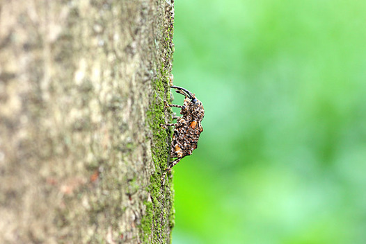 zaki-20130517-madaraashizomushi.jpg