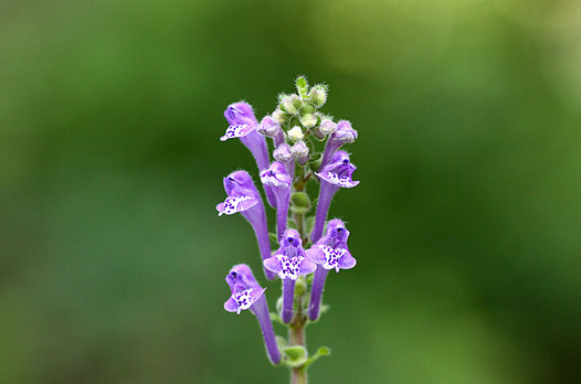 zaki-20130518-tatsunamiso.jpg