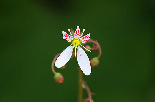 zaki-20130518-yukinoshita.jpg