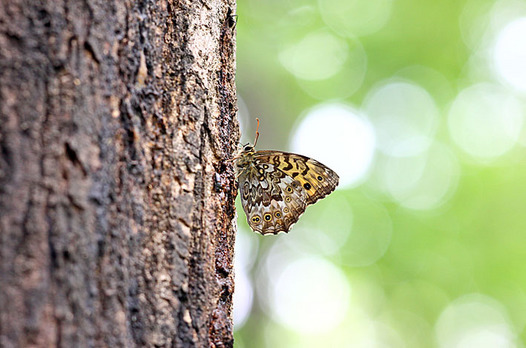 zaki-20130519-satokimadarahikage.jpg
