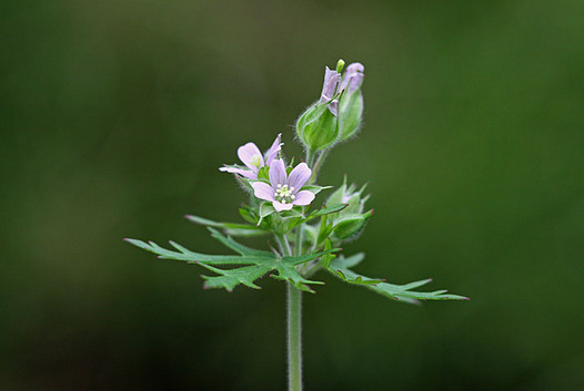 zaki-20130521-amerikafuro.jpg