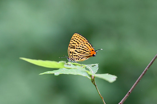 zaki-20130521-uranamiakashijimi.jpg