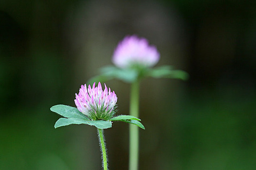 zaki-20130522-akatsumekusa.jpg