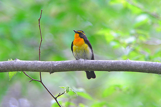 zaki-20130523-kibitaki-osu.jpg