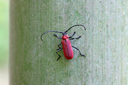 zaki-20130524-benikamikiri.jpg