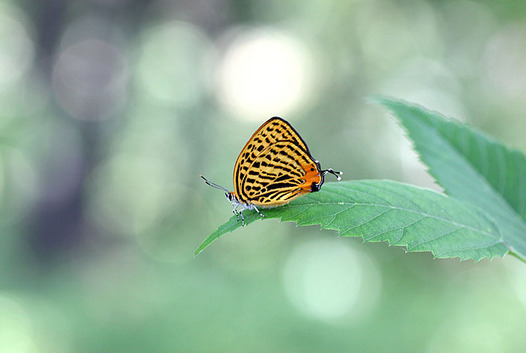 zaki-20130524-uranamiakashijimi.jpg