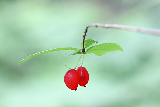 zaki-20130525-uguisukagura-mi.jpg