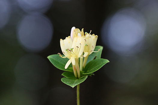 zaki-20130526-suikazura.jpg