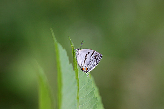 zaki-20130527-mizuiroonagashijimi.jpg