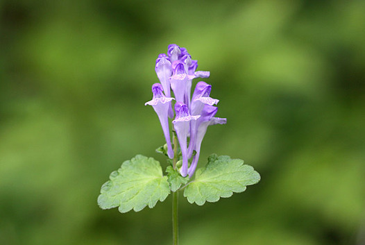 zaki-20130527-okatatsunamiso.jpg