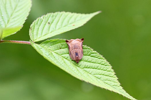zaki-20130528-atokihamaki.jpg