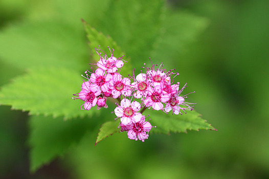 zaki-20130528-shimotsuke.jpg
