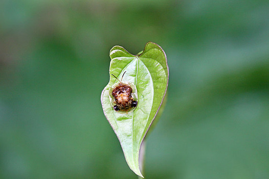 zaki-20130529-ichimonjikamenokohamushi.jpg