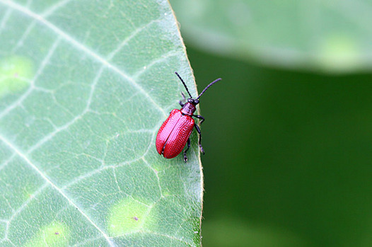 zaki-20130530-kirokubinagahamushi.jpg