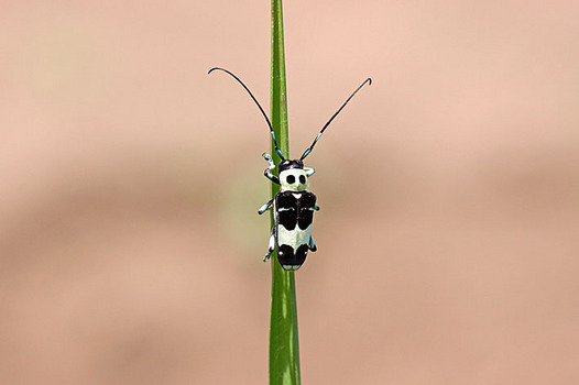 zaki-20130531-ramikamikiri.jpg
