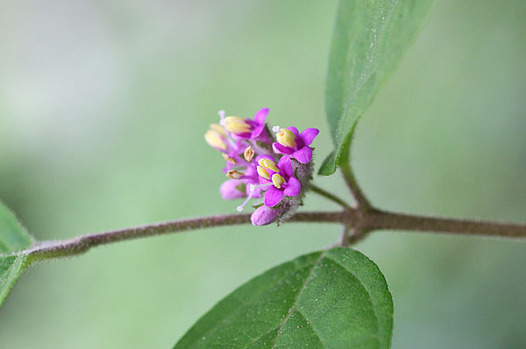 zaki-20130601-yabumurasaki.jpg