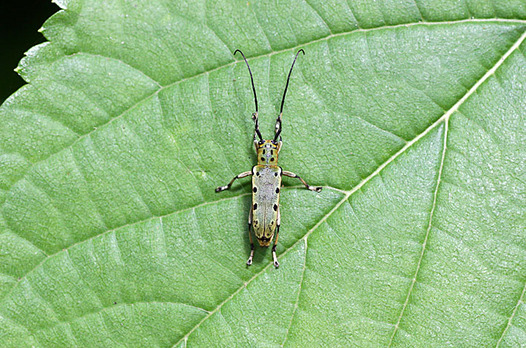 zaki-20130602-yatsumekamikiri.jpg