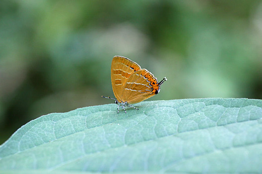 zaki-20130603-akashijimi.jpg