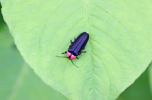 zaki-20130603-genjibotaru.jpg