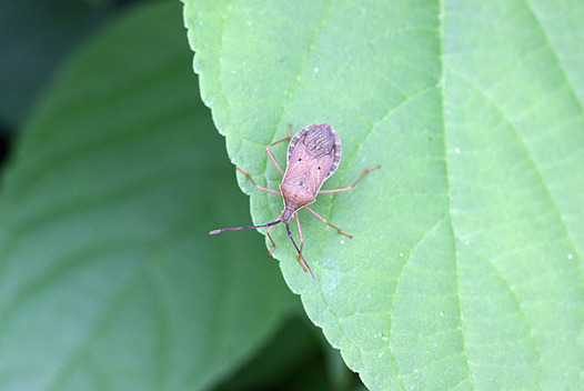 zaki-20130604-hoshiharabiroherikamemushi.jpg