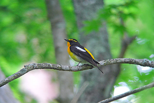 zaki-20130606-kibitaki-osu-1.jpg