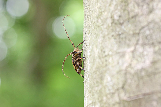 zaki-20130607-nagagomafukamikiri.jpg