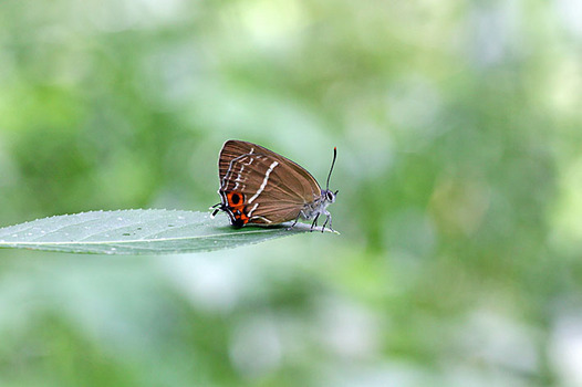 zaki-20130608-midorishijimi.jpg