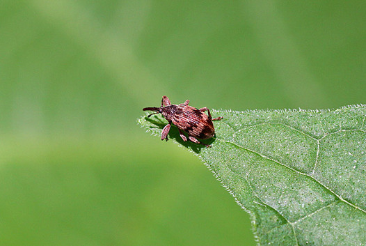 zaki-20130609-zomushi.jpg