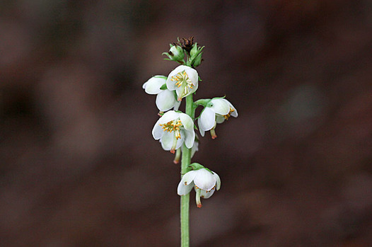 zaki-20130610-ichiyakuso.jpg