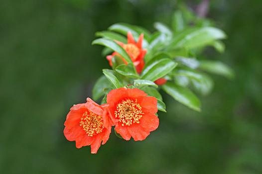 zaki-20130610-zakuro.jpg